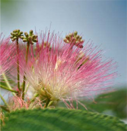 Grafi�no oblikovanje